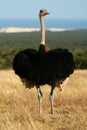Ostrich portrait Royalty Free Stock Photo