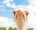 Ostrich portrait