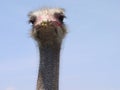 Ostrich portrait Royalty Free Stock Photo