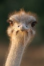 Ostrich Portrait Royalty Free Stock Photo
