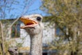 Ostrich portrait close up. Curious emu on farm. Angry ostrich face. Funny hairy emu closeup. Wildlife concept. Birds concept. Royalty Free Stock Photo