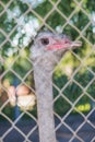 Ostrich portrait close up. Curious emu on farm. Proud ostrich face. Funny hairy emu closeup. Wildlife concept. Birds concept. Royalty Free Stock Photo