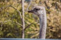 Ostrich portrait close up. Curious emu on farm. Proud ostrich face. Funny hairy emu closeup. Wildlife concept. Birds concept.