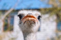 Ostrich portrait close up. Curious emu on farm. Proud watching ostrich. Funny hairy emu closeup. Wildlife concept. Royalty Free Stock Photo