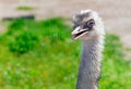 Ostrich portrait close up. Ostrich nandu breeds head on a green grass background. Royalty Free Stock Photo