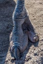 Ostrich Portrait