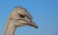 Ostrich portrait crestfallen in the foreground