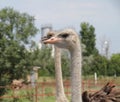 Ostrich portrait