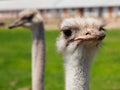 Ostrich portrait