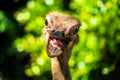 Ostrich cute shape Royalty Free Stock Photo