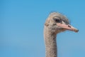 Ostrich portrait looking at camera, copy space