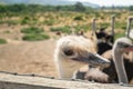 Portrait of Ostrich Close Up Royalty Free Stock Photo
