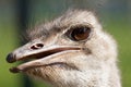 Ostrich portrait with open mouth close-up. Sharpen on eyes. Shot Royalty Free Stock Photo