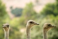 Ostrich portrait outdoor forest green trees