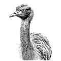 Ostrich portrait sketch hand drawn engraving style Royalty Free Stock Photo