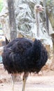 Ostrich. Royalty Free Stock Photo