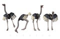 Ostrich poses