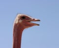 Ostrich profile