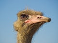 Ostrich profile