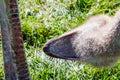 Ostrich in profile. Discovery wildlife Park Innisfail Alberta Canada