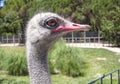 Ostrich