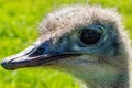 Ostrich in profile. Discovery wildlife Park Innisfail Alberta Canada