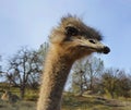 Ostrich Profile Royalty Free Stock Photo