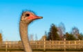 Ostrich Profile of head with red beak and neck on the farm