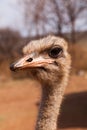 Ostrich profile portrait