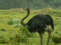 Ostrich in the rain