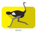 Ostrich running, animal body series, vector