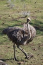 Ostrich running through a barren landscape. Royalty Free Stock Photo