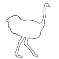 Ostrich running of black contour curves on white background. Vector illustration. Royalty Free Stock Photo