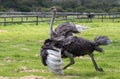 An ostrich running in an ostrich farm photographed in South Africa