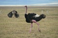 Ostrich running safari savannah national park serengeti Tanzania, Africa Royalty Free Stock Photo