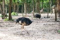 Ostrich running on the zoo