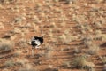 A ostrich runs in a desert. Royalty Free Stock Photo