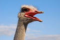 Ostrich's emotions Royalty Free Stock Photo