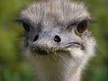 Ostrich's face Royalty Free Stock Photo