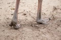 Ostrich Royalty Free Stock Photo