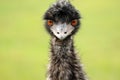 An Emu Gaze Royalty Free Stock Photo