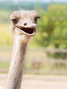 Ostrich`s head smiling funny kind in outdoor park