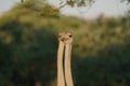 Ostrich\'s heads at sunset light in Namibia Royalty Free Stock Photo