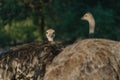 Ostrich\'s heads at sunset light in Namibia Royalty Free Stock Photo