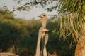 Ostrich\'s heads at sunset light in Namibia Royalty Free Stock Photo