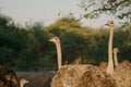 Ostrich\'s heads at sunset light in Namibia Royalty Free Stock Photo