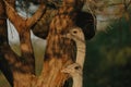 Ostrich\'s heads at sunset light in Namibia Royalty Free Stock Photo