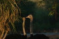 Ostrich\'s heads at sunset light in Namibia Royalty Free Stock Photo