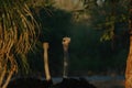 Ostrich\'s heads at sunset light in Namibia Royalty Free Stock Photo