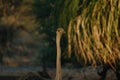 Ostrich\'s head at sunset light in Namibia Royalty Free Stock Photo